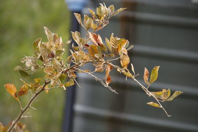Searsia rehmanniana, photographed by Tony Rebelo