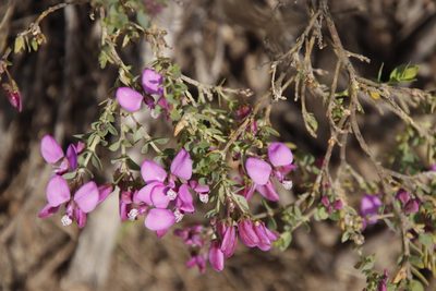 Polygala fruticosa, photographed by Tony Rebelo
