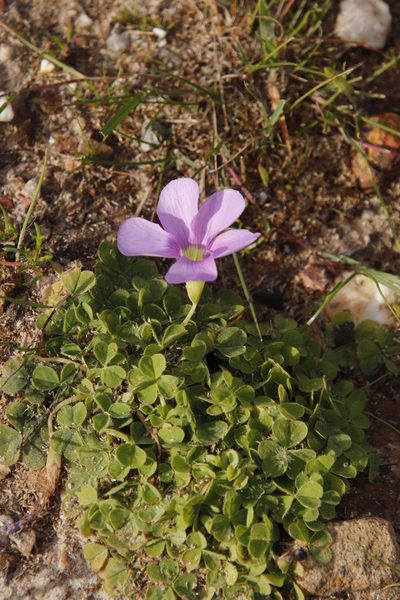 Oxalis zeekoevleyensis, photographed by Tony Rebelo