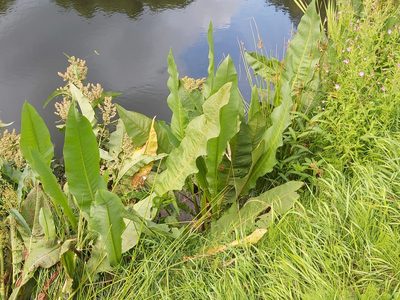 Rumex hydrolapathum, photographed by Tomas Pocius
