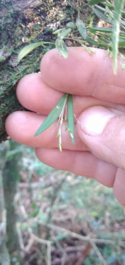 Pleurothallis pruinosa, photographed by Edson Luis Fabro Gasperin