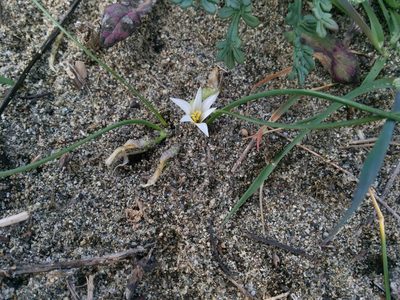 Romulea columnae, photographed by Julien Renoult