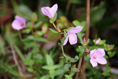 Rhexia petiolata, photographed by Lauren McLaurin
