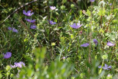 Stokesia laevis, photographed by Lauren McLaurin