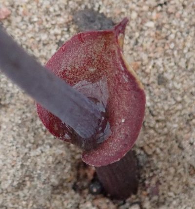 Eriospermum porphyrium, photographed by Nicola van Berkel