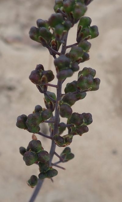 Eriospermum porphyrium, photographed by Nicola van Berkel
