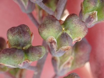 Eriospermum porphyrium, photographed by Nicola van Berkel