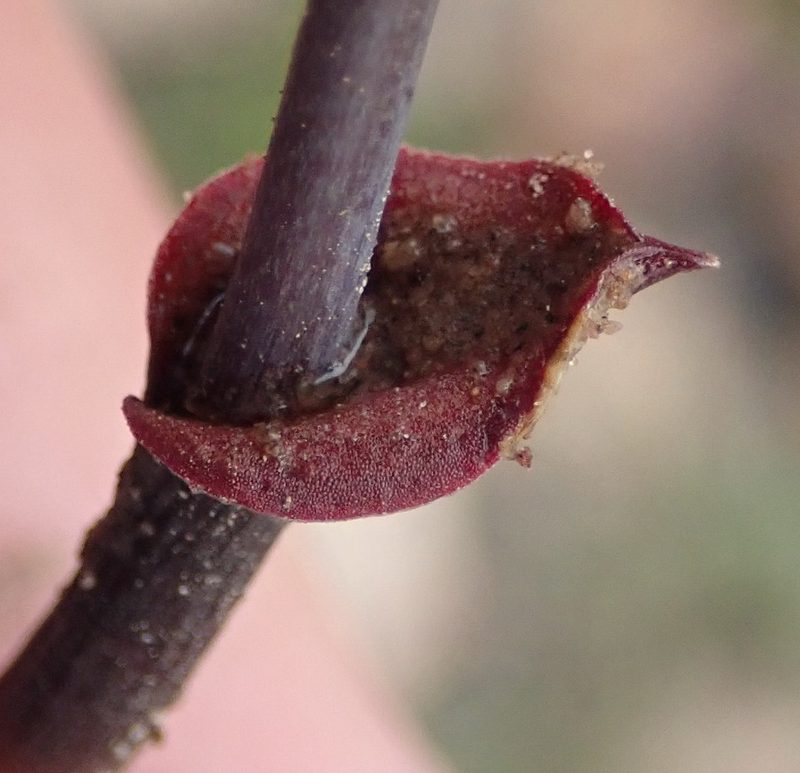 Eriospermum porphyrium, photographed by Nicola van Berkel