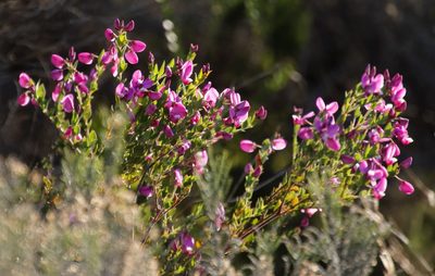 Polygala fruticosa, photographed by Tony Rebelo