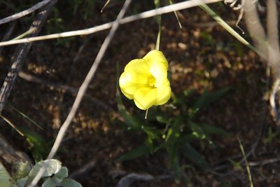 Moraea fugacissima, photographed by Tony Rebelo