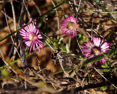 Lampranthus emarginatoides, photographed by Tony Rebelo