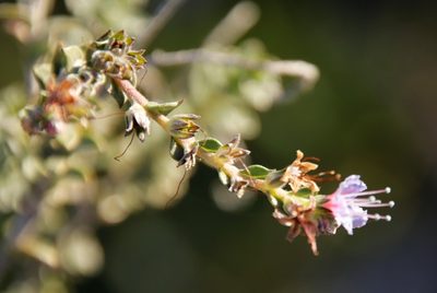 Lobostemon echioides, photographed by Tony Rebelo