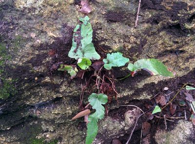 Asplenium sagittatum, photographed by Julien Renoult