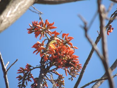 Erythrina falcata, photographed by William G. Borges