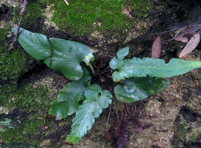 Asplenium sagittatum, photographed by Julien Renoult