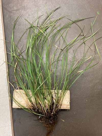 Carex basiantha, photographed by John Michael