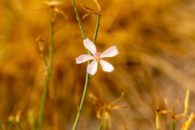 Lygodesmia juncea, photographed by Kathlin Simpkins