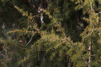 Juniperus rigida, photographed by harum.koh