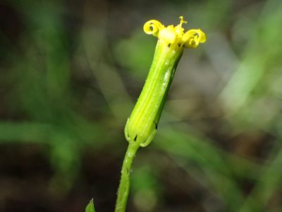 Senecio lividus, photographed by Julien Renoult