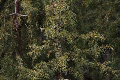 Juniperus rigida, photographed by harum.koh