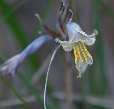 Gladiolus gracilis, photographed by Tony Rebelo