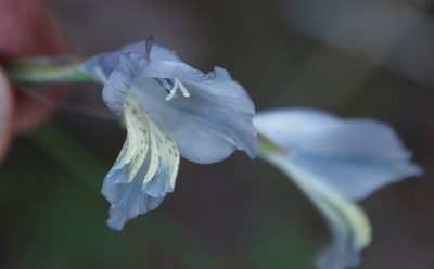 Gladiolus gracilis, photographed by Tony Rebelo