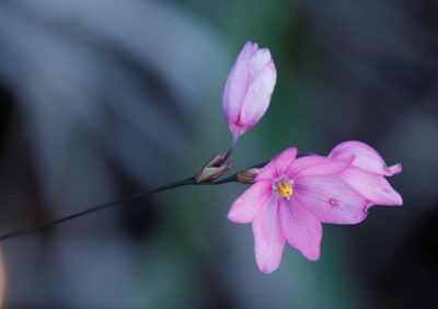 Ixia micrandra, photographed by Tony Rebelo
