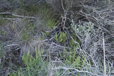 Namaquapteris hastata, photographed by Tony Rebelo