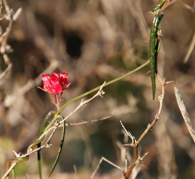 Microloma tenuifolium, photographed by Tony Rebelo
