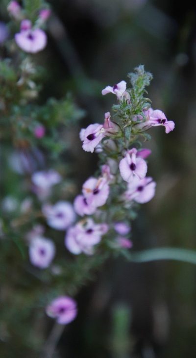 Muraltia rubeacea, photographed by Tony Rebelo