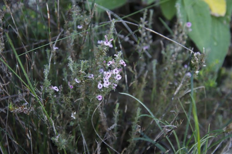 Muraltia rubeacea, photographed by Tony Rebelo