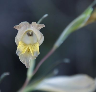Gladiolus gracilis, photographed by Tony Rebelo
