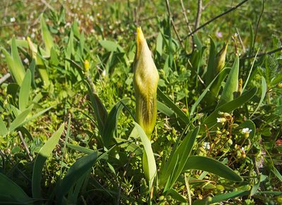 Iris suaveolens, photographed by katunchik