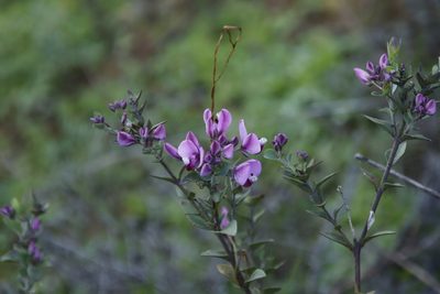 Polygala fruticosa, photographed by Tony Rebelo