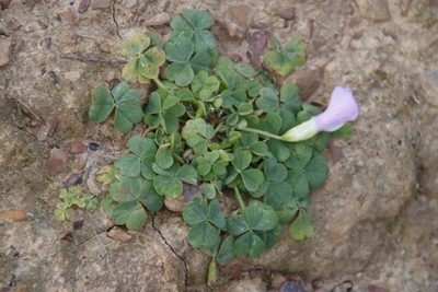 Oxalis zeekoevleyensis, photographed by Tony Rebelo