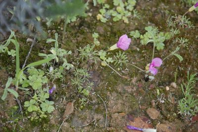 Oxalis glabra, photographed by Tony Rebelo