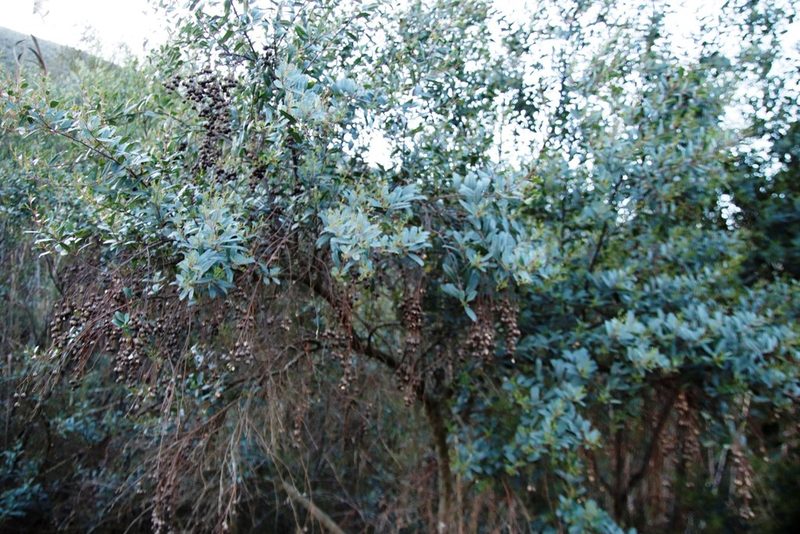 Noltea africana, photographed by Tony Rebelo