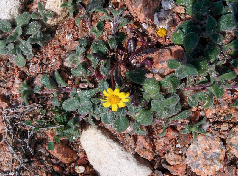 Senecio transiens, photographed by Julien Renoult
