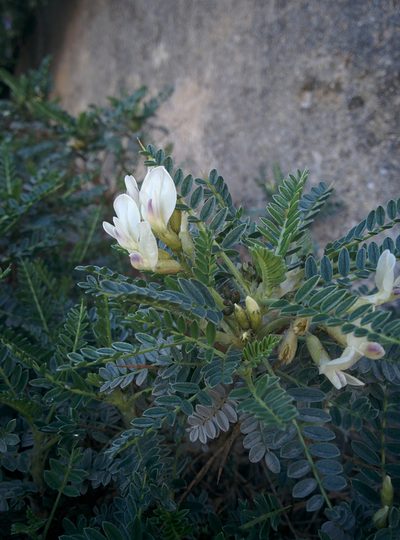 Astragalus terraccianoi, photographed by Julien Renoult