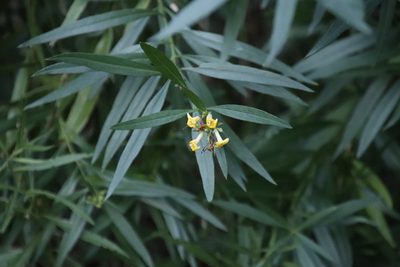 Freylinia lanceolata, photographed by Tony Rebelo