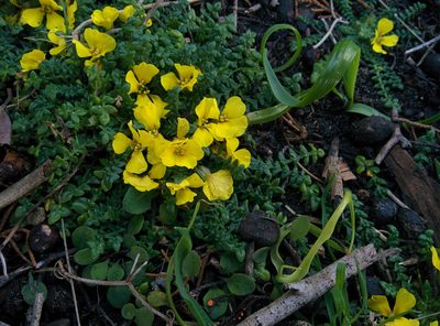 Morisia monanthos, photographed by Julien Renoult