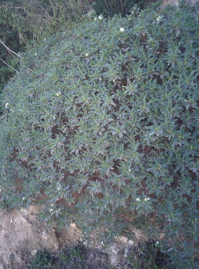 Astragalus terraccianoi, photographed by Julien Renoult
