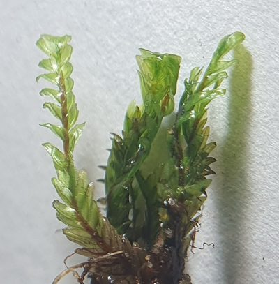 Fissidens osmundioides, photographed by Jonathan Hughes