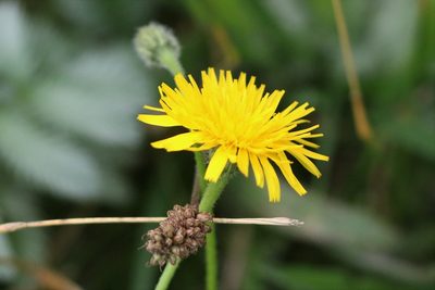 Leontodon hispidus, photographed by Charlie Farrell