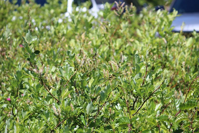 Salix barclayi, photographed by Ashwin Srinivasan
