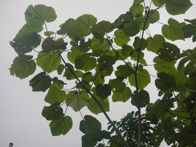 Ochroma pyramidale, photographed by ritirene