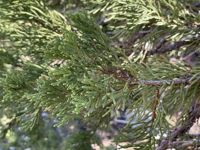 Juniperus grandis, photographed by Miguel Vieira