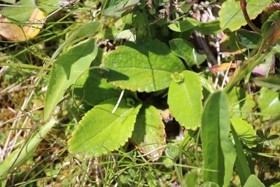 Leptarrhena pyrolifolia, photographed by Ashwin Srinivasan