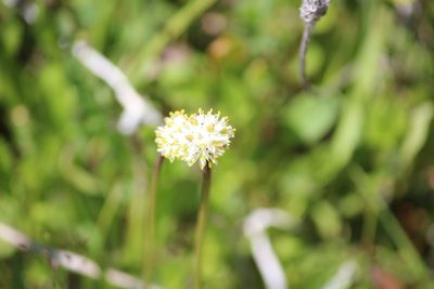 Triantha occidentalis, photographed by Ashwin Srinivasan