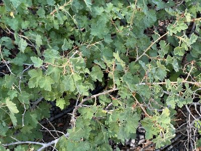 Ribes montigenum, photographed by Miguel Vieira